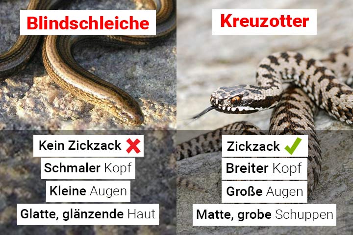 Blindschleiche oder Kreuzotter