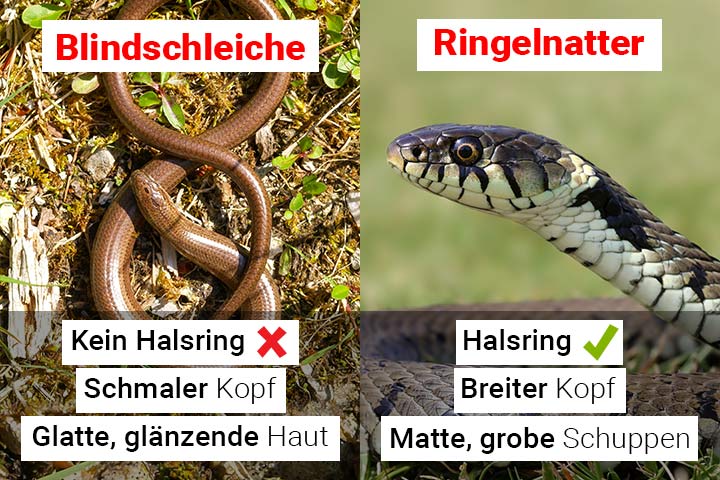 Blindschleiche oder Ringelnatter