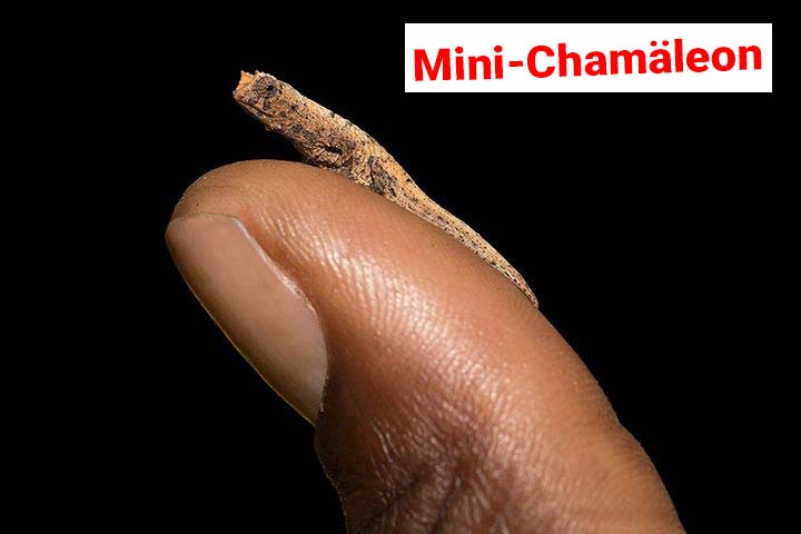 Chamäleon