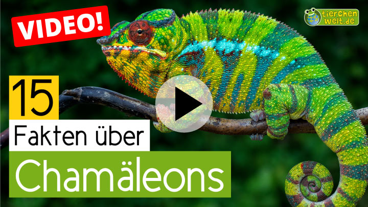 Chamäleon-Video - 15 Fakten über Chamäleons