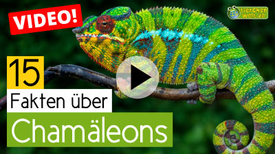 Chamäleon-Video - 15 Fakten über Chamäleons