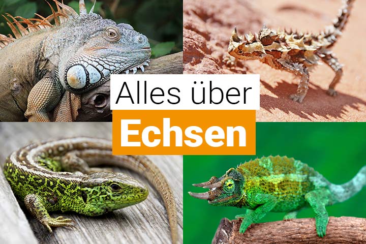 Alles über Echsen