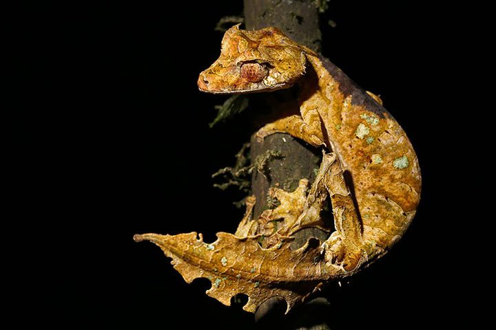 Blattschwanzgecko