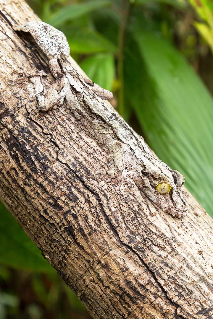 Ein Blattschwanzgecko sitzt auf Baumstamm und verschmilzt optisch perfekt mit der Rinde