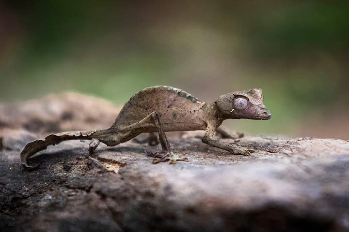 Madagaskar-Taggecko