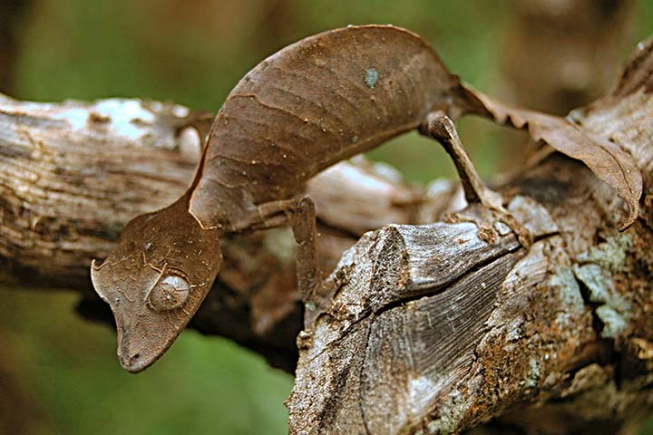 Der Teufels-Blattschwanzgecko sieht aus wie ein verrottendes Blatt