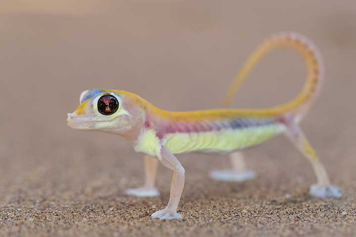 Namibgecko