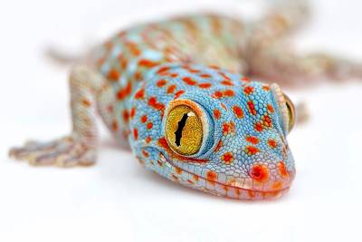 Geckos können sich selbst am Geruch erkennen