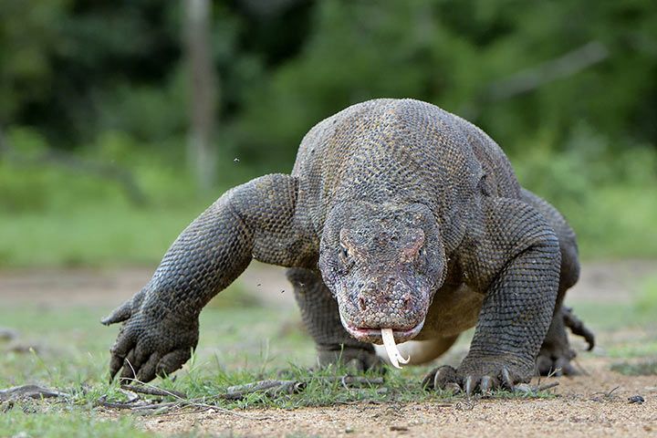 Komodowaran