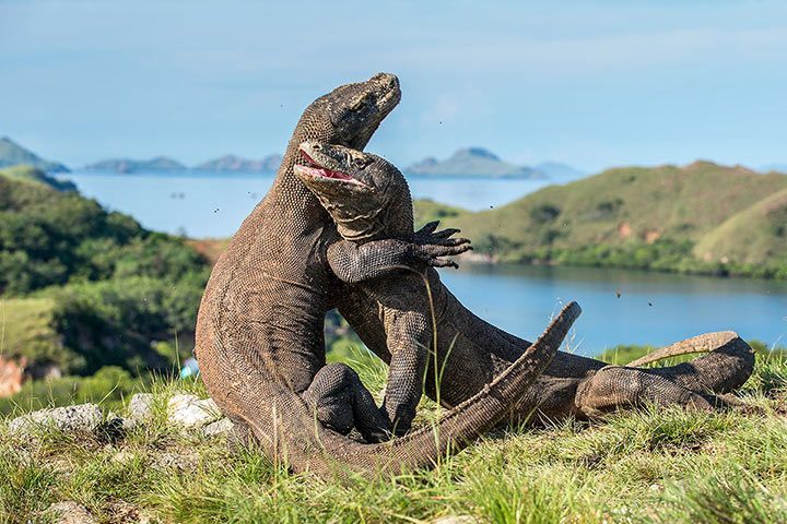 Komodowaran