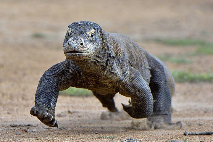 Komodowaran