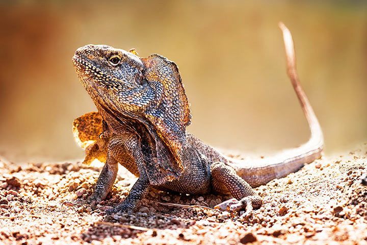 Echse drachen CIM Einleiner