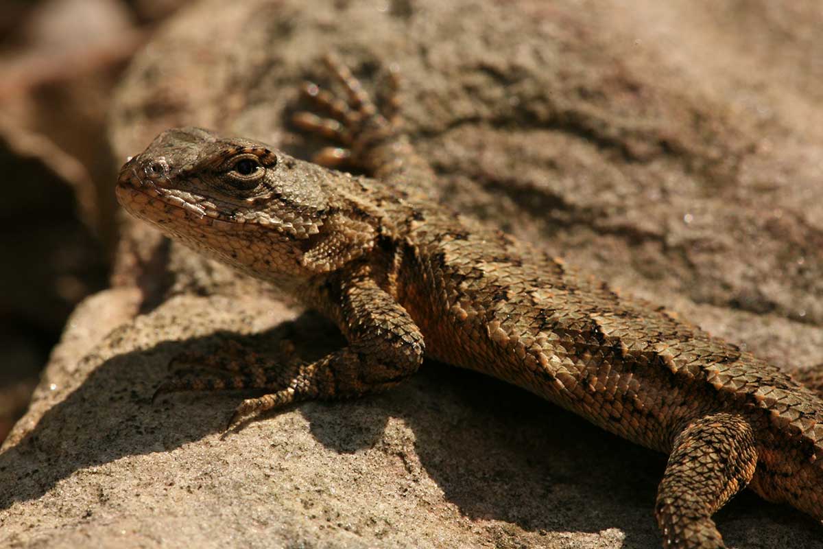 Stachelleguan