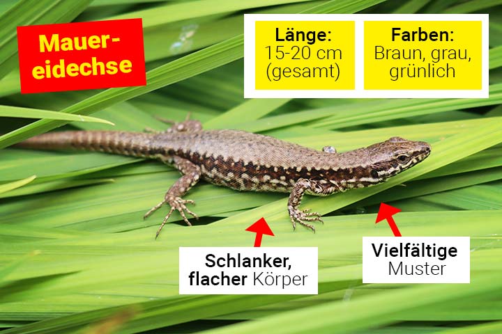 Aussehen der Mauereidechse