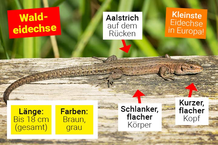 Aussehen der Waldeidechse