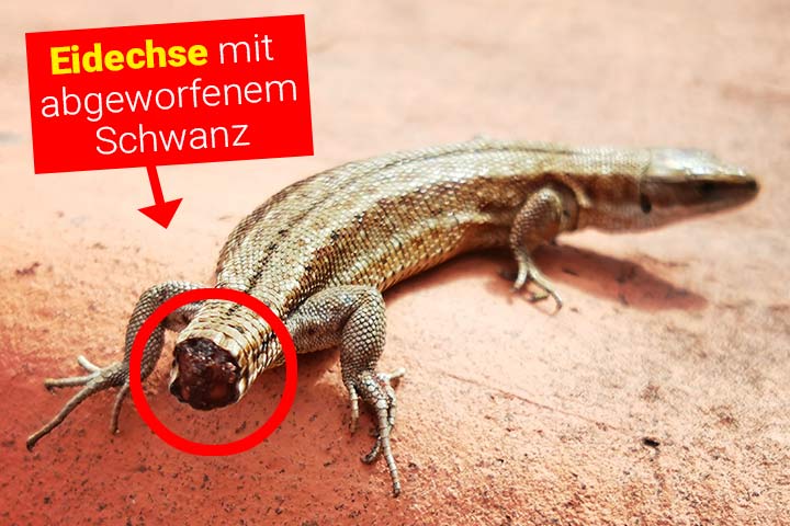 Eine Waldeidechse hat ihren Schwanz abgeworfen