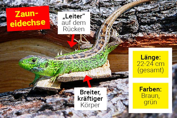 Aussehen der Zauneidechse