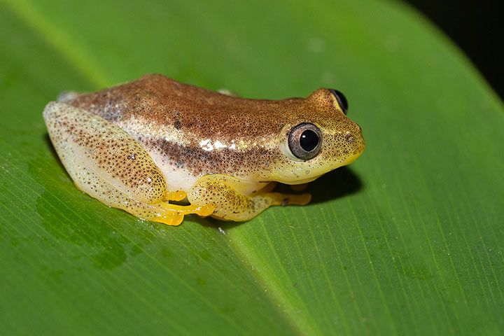 Afrikanischer Riedfrosch