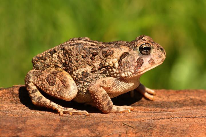 Fowlers Kröte Anaxyrus fowleri