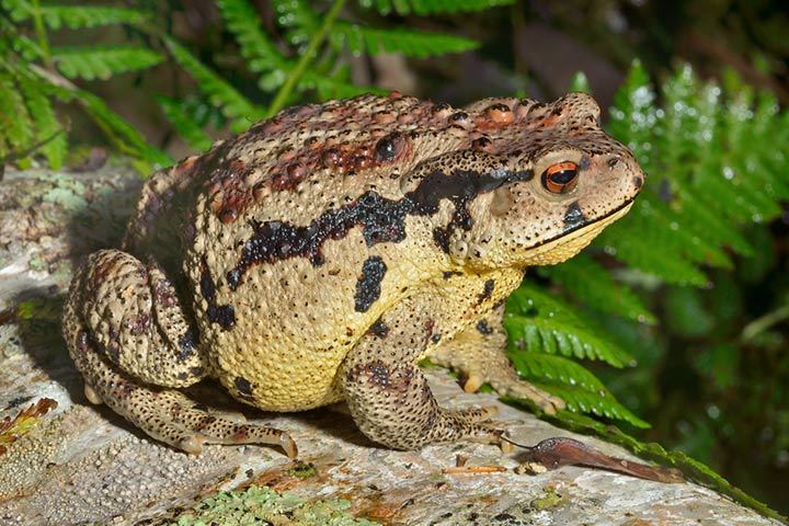 Asiatische Kröte Bufo gargarizans