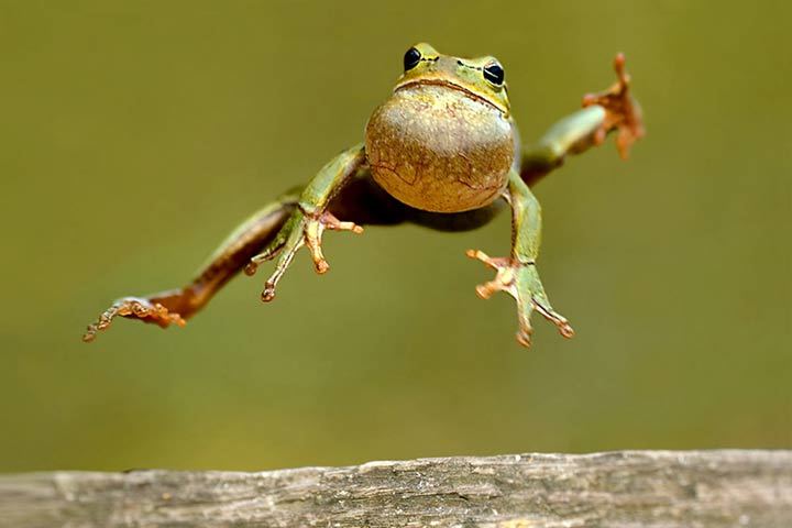 Kröte oder Frosch - Wo ist der Unterschied?