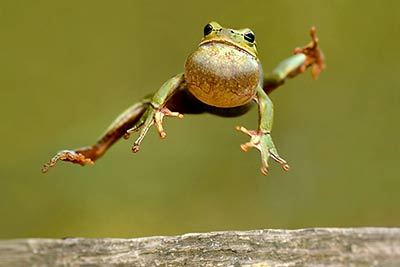 Frosch oder Kröte? Wo ist der Unterschied?