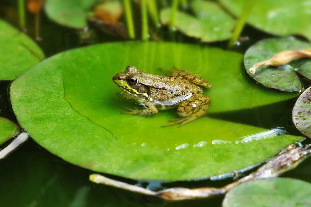 Frosch