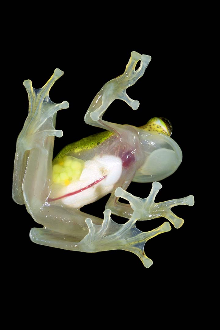 Beim Glasfrosch kann man alle inneren Organe bei der Arbeit beobachten