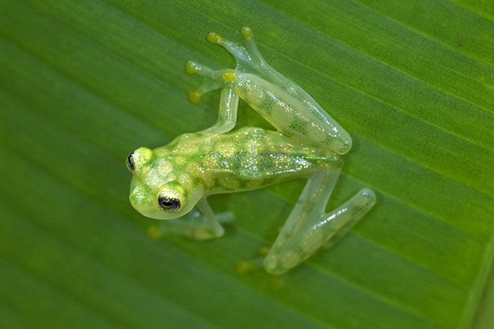 Glasfrosch