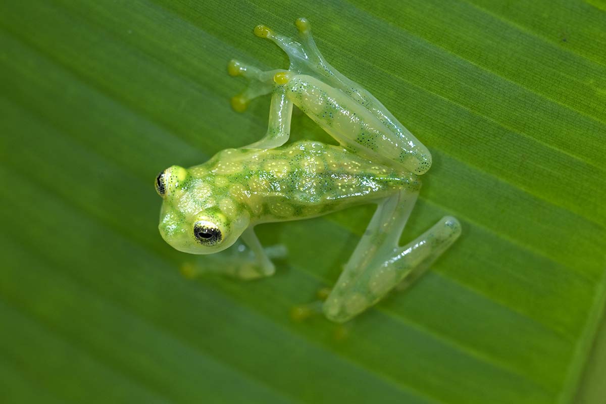 Glasfrosch