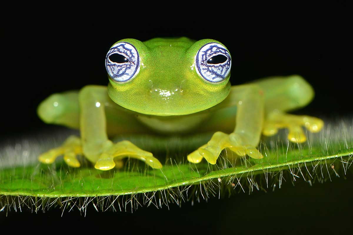 Glasfrosch