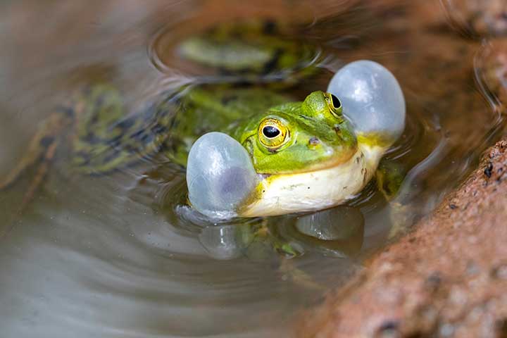 Kleiner Wasserfrosch