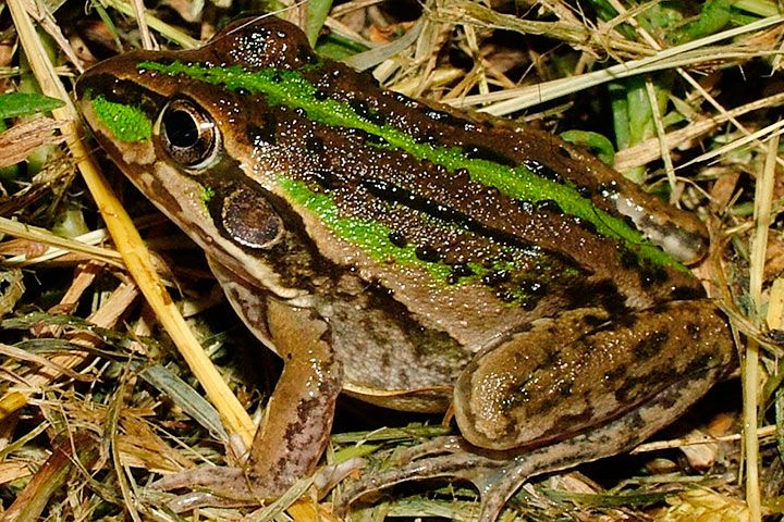 Frosch Cyclorana alboguttata