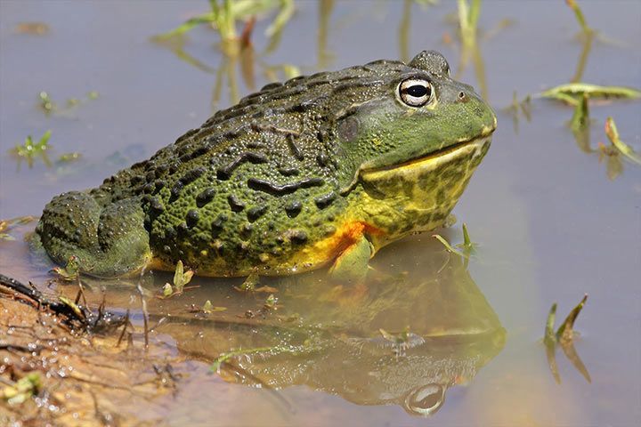 Afrikanischer Ochsenfrosch