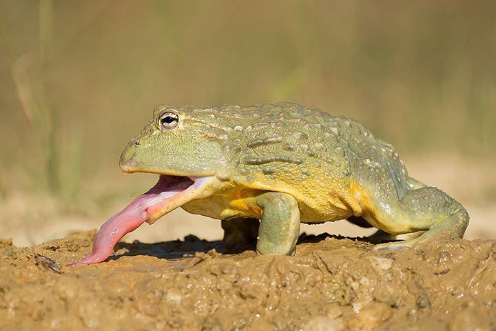 Afrikanischer Ochsenfrosch