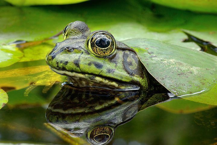 Amerikanischer Ochsenfrosch