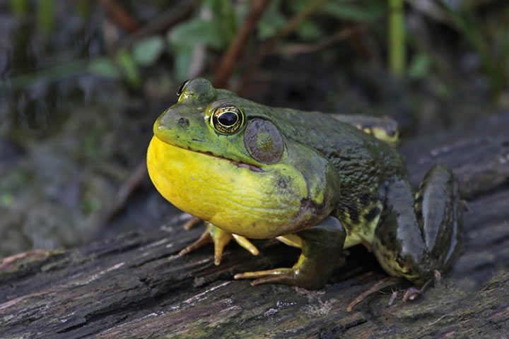 Amerikanischer Ochsenfrosch