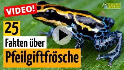 Video Pfeilgiftfrosch