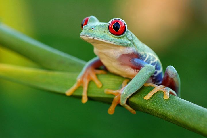 Rotaugenlaubfrosch