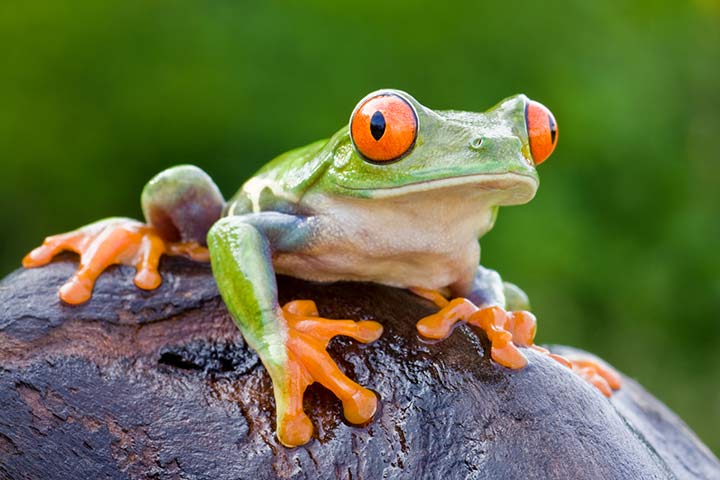 Rotaugenlaubfrosch