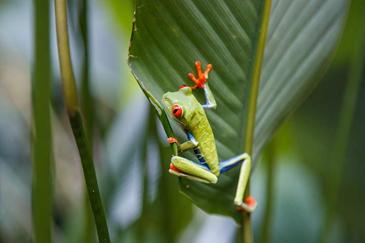 Rotaugenlaubfrosch