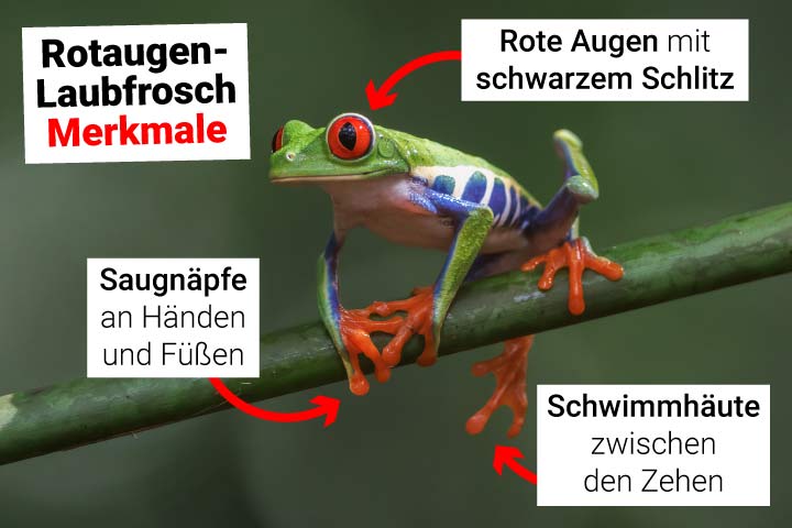 Rotaugenlaubfrosch