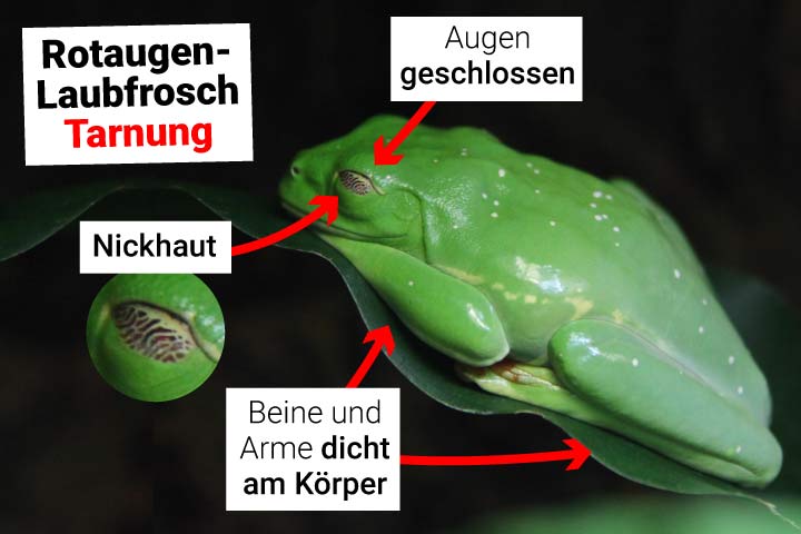 Rotaugenlaubfrosch