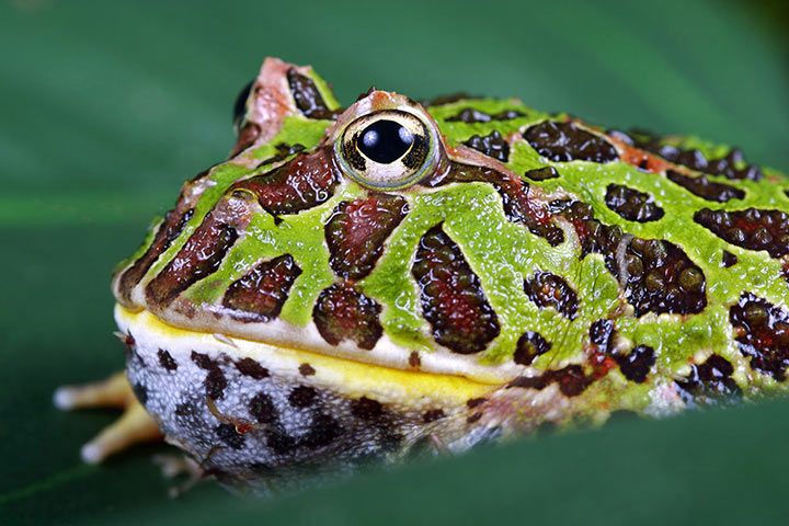 Schmuck-Hornfrosch