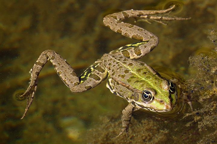 Teichfrosch