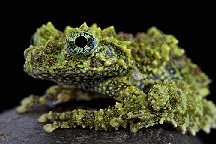 Vietnamesischer Moosfrosch