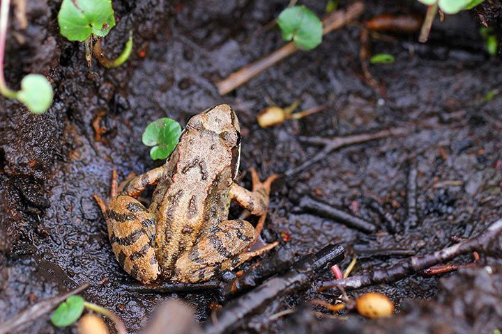 Waldfrosch