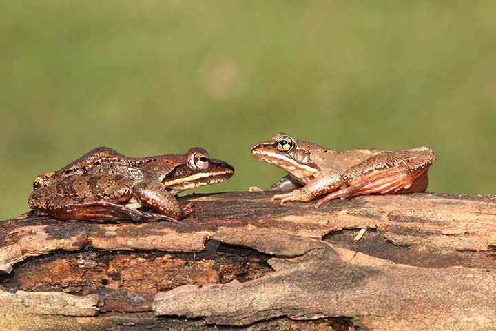 Waldfrosch