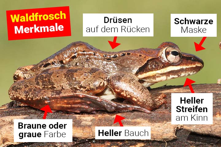 Waldfrosch Merkmale