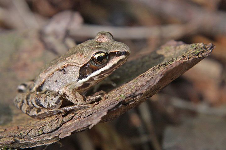 Waldfrosch